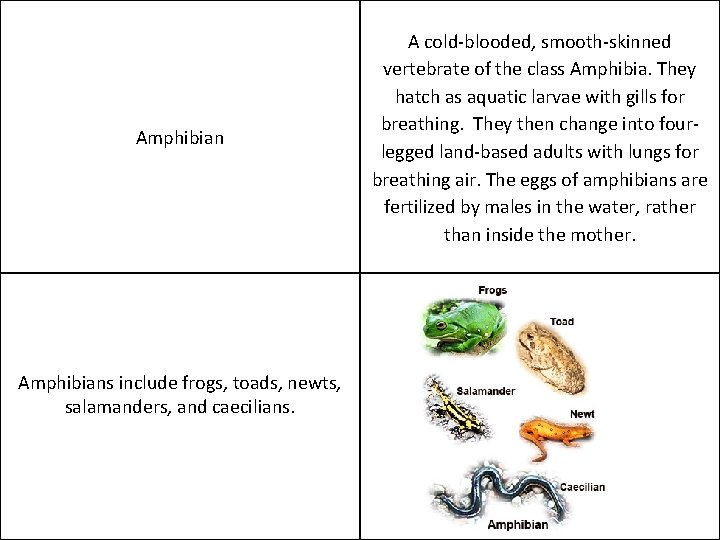 Amphibians include frogs, toads, newts, salamanders, and caecilians. A cold-blooded, smooth-skinned vertebrate of the