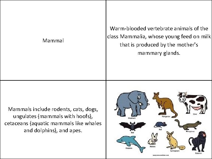Mammals include rodents, cats, dogs, ungulates (mammals with hoofs), cetaceans (aquatic mammals like whales