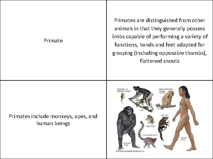 Primates include monkeys, apes, and human beings Primates are distinguished from other animals in