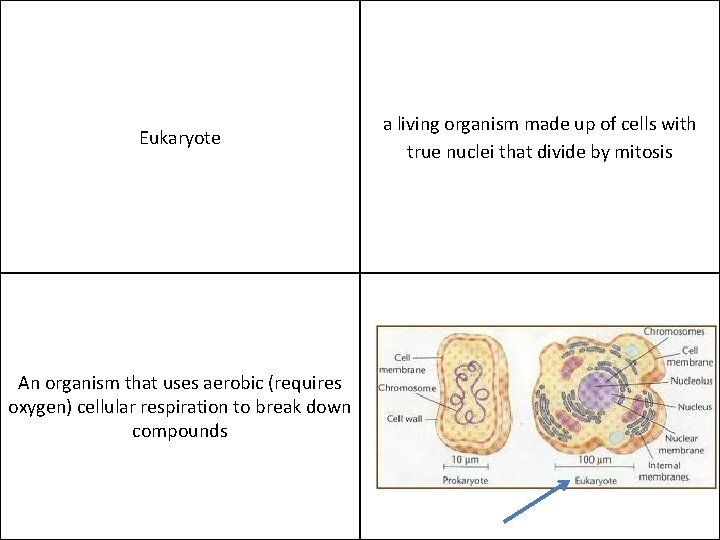 Eukaryote An organism that uses aerobic (requires oxygen) cellular respiration to break down compounds