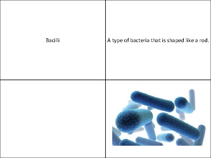 Bacilli A type of bacteria that is shaped like a rod. 