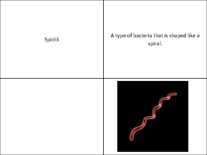 Spirilli A type of bacteria that is shaped like a spiral. 