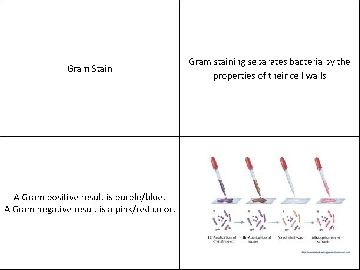 Gram Stain A Gram positive result is purple/blue. A Gram negative result is a