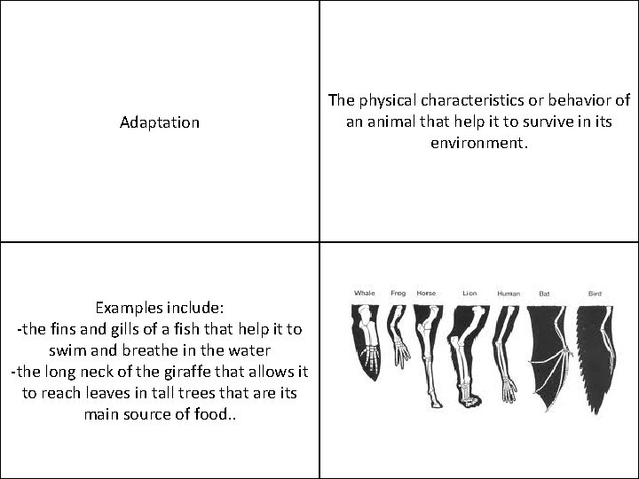 Adaptation Examples include: -the fins and gills of a fish that help it to