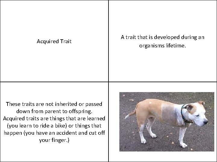 Acquired Trait These traits are not inherited or passed down from parent to offspring.