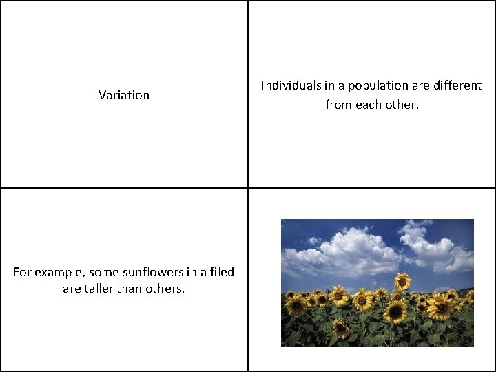 Variation For example, some sunflowers in a filed are taller than others. Individuals in