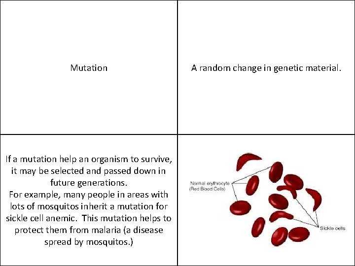 Mutation If a mutation help an organism to survive, it may be selected and