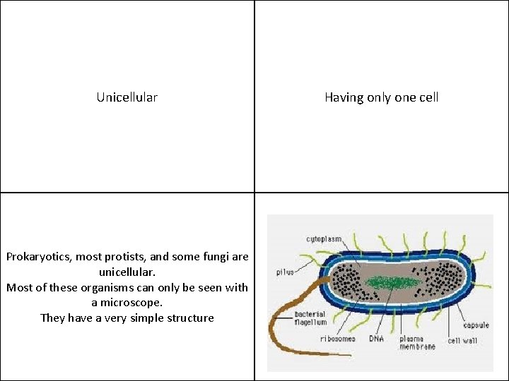 Unicellular Prokaryotics, most protists, and some fungi are unicellular. Most of these organisms can