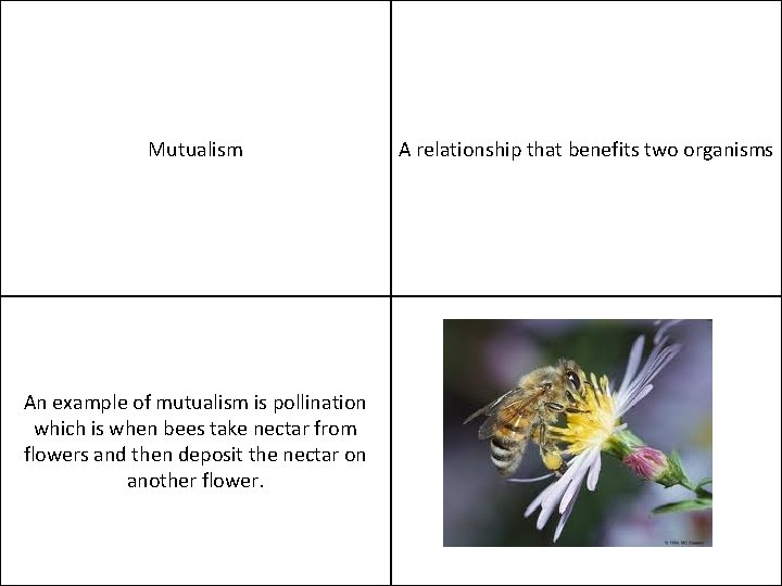 Mutualism An example of mutualism is pollination which is when bees take nectar from