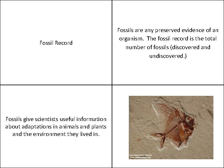 Fossil Record Fossils give scientists useful information about adaptations in animals and plants and