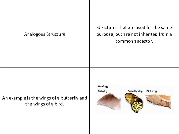 Analogous Structure An example is the wings of a butterfly and the wings of