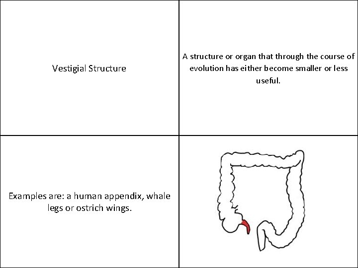 Vestigial Structure Examples are: a human appendix, whale legs or ostrich wings. A structure