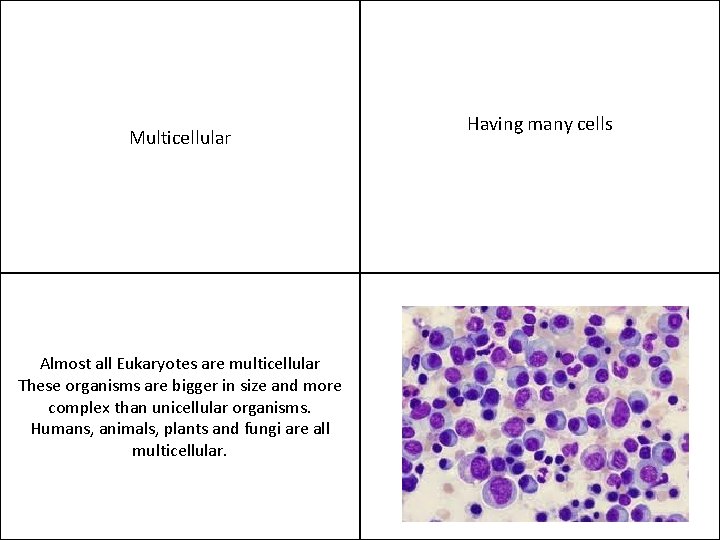Multicellular Almost all Eukaryotes are multicellular These organisms are bigger in size and more