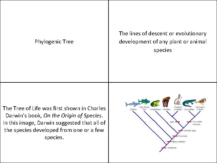 Phylogenic Tree The Tree of Life was first shown in Charles Darwin’s book, On