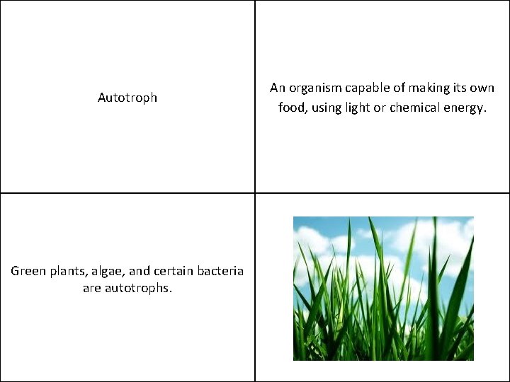 Autotroph Green plants, algae, and certain bacteria are autotrophs. An organism capable of making