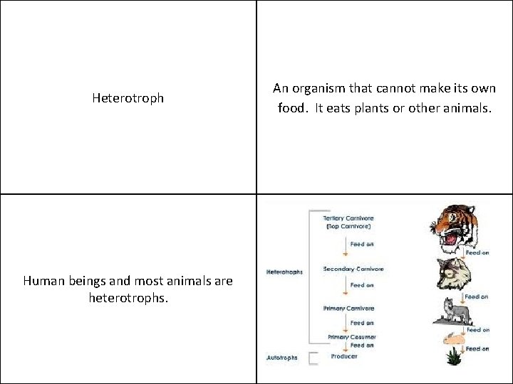 Heterotroph Human beings and most animals are heterotrophs. An organism that cannot make its