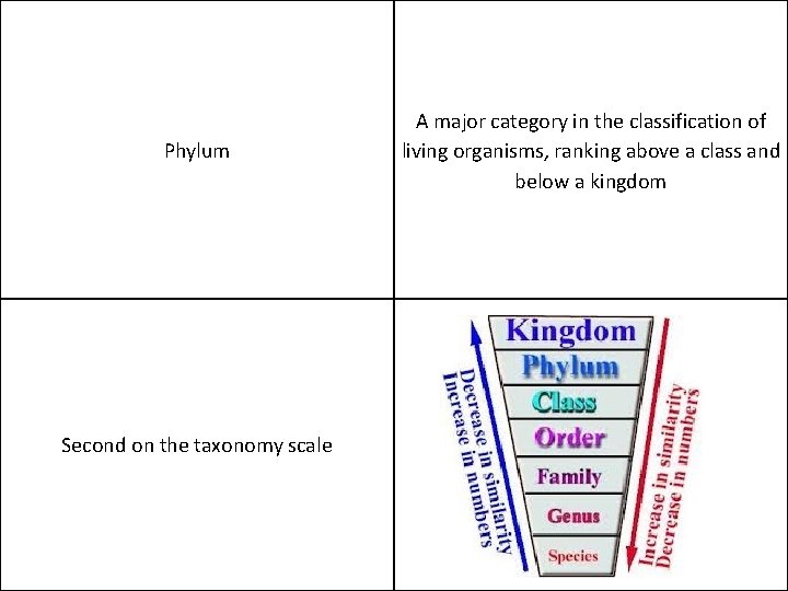 Phylum Second on the taxonomy scale A major category in the classification of living