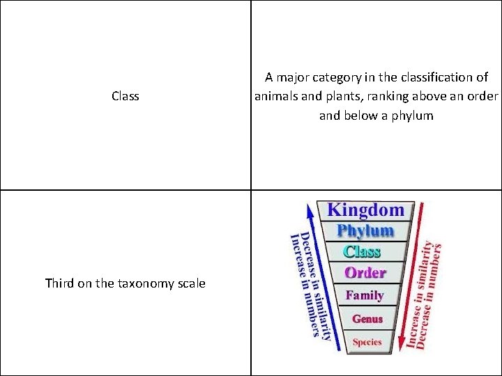 Class Third on the taxonomy scale A major category in the classification of animals