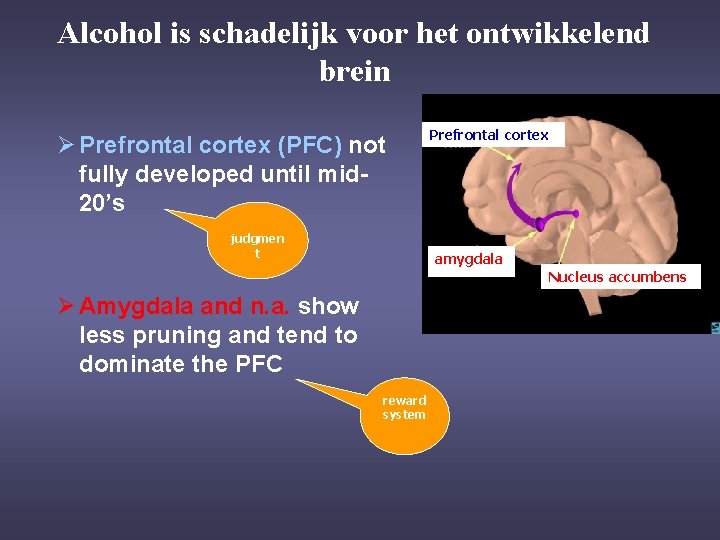 Alcohol is schadelijk voor het ontwikkelend brein Ø Prefrontal cortex (PFC) not fully developed