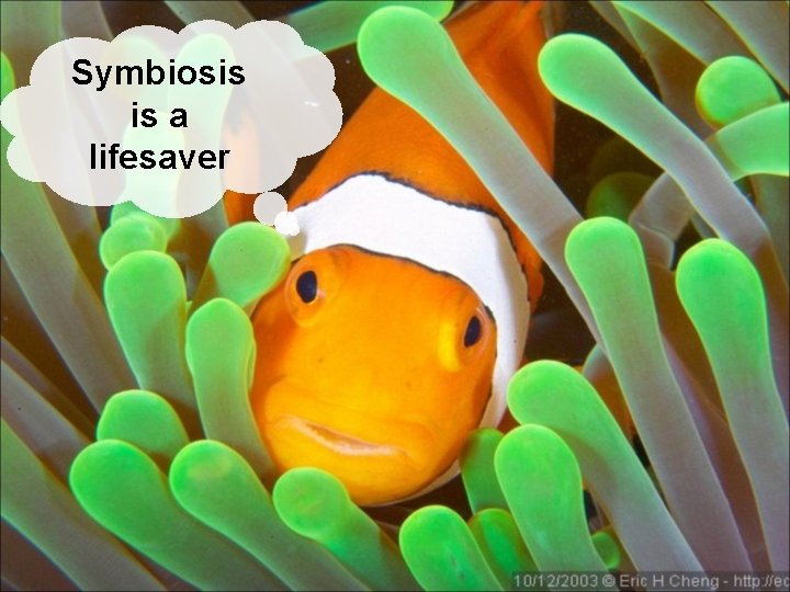 Symbiosis is a lifesaver 