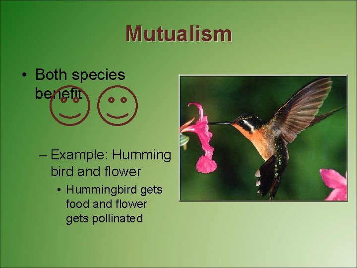 Mutualism • Both species benefit – Example: Humming bird and flower • Hummingbird gets