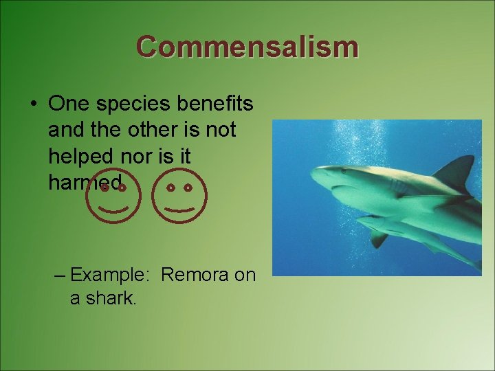 Commensalism • One species benefits and the other is not helped nor is it