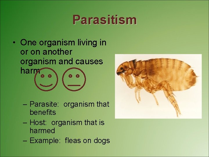 Parasitism • One organism living in or on another organism and causes harm –