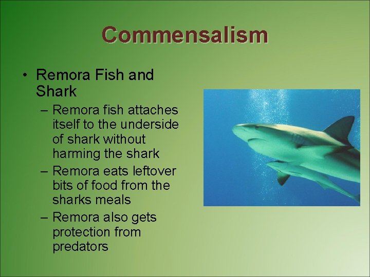 Commensalism • Remora Fish and Shark – Remora fish attaches itself to the underside