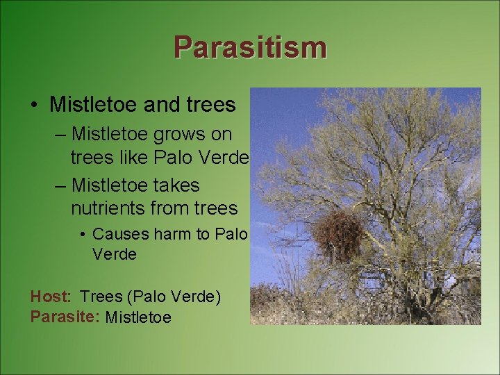 Parasitism • Mistletoe and trees – Mistletoe grows on trees like Palo Verde –