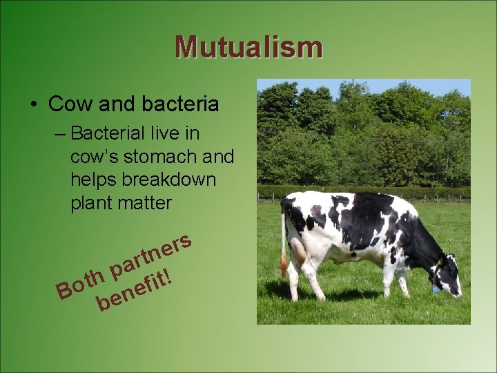 Mutualism • Cow and bacteria – Bacterial live in cow’s stomach and helps breakdown