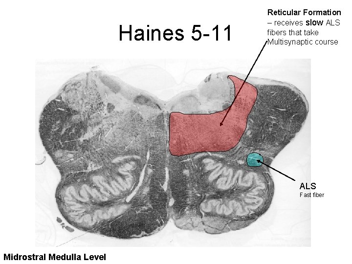 Haines 5 -11 Reticular Formation – receives slow ALS fibers that take Multisynaptic course