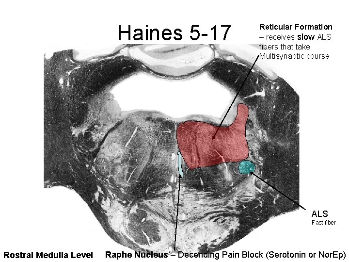 Haines 5 -17 Reticular Formation – receives slow ALS fibers that take Multisynaptic course