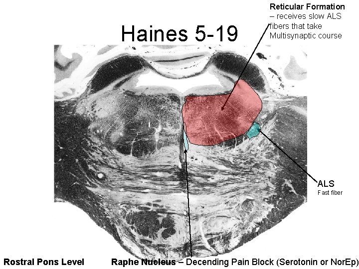 Haines 5 -19 Reticular Formation – receives slow ALS fibers that take Multisynaptic course