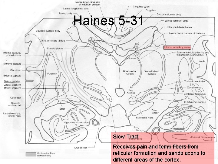 Haines 5 -31 Slow Tract Receives pain and temp fibers from reticular formation and