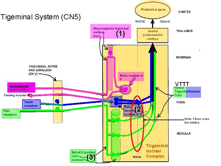 Tigeminal System (CN 5) (1) VTTT unconscious proprioceptors (2) Note: Fibers cross the midline