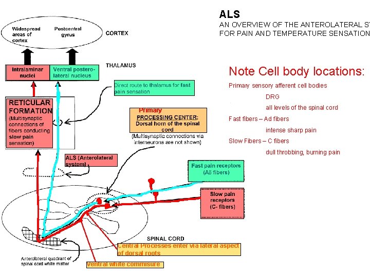 ALS AN OVERVIEW OF THE ANTEROLATERAL SY FOR PAIN AND TEMPERATURE SENSATION Note Cell