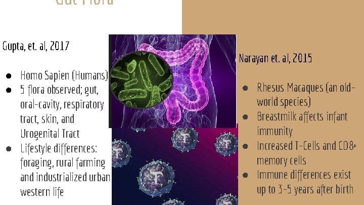 Gut Flora Immunology Gupta, et. al, 2017 ● Homo Sapien (Humans) ● 5 flora