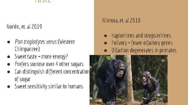 Taste Smell Norlén, et. al 2019 ● Pan troglodytes verus (Western Chimpanzee) ● Sweet