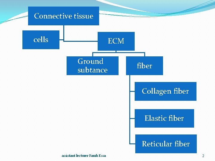 Connective tissue cells ECM Ground subtance fiber Collagen fiber Elastic fiber Reticular fiber assistant