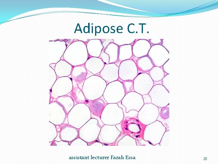 Adipose C. T. assistant lecturer Farah Essa 20 