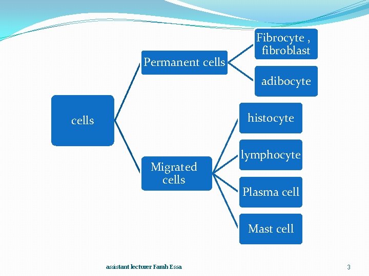 Permanent cells Fibrocyte , fibroblast adibocyte histocyte cells Migrated cells lymphocyte Plasma cell Mast