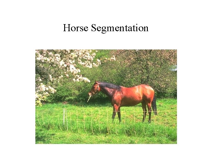 Horse Segmentation 