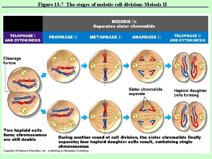 Figure 13. 7 The stages of meiotic cell division: Meiosis II 