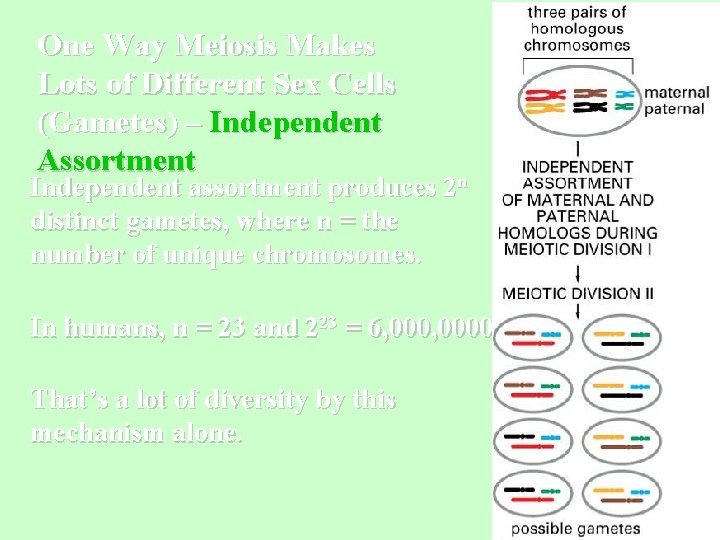 One Way Meiosis Makes Lots of Different Sex Cells (Gametes) – Independent Assortment Independent