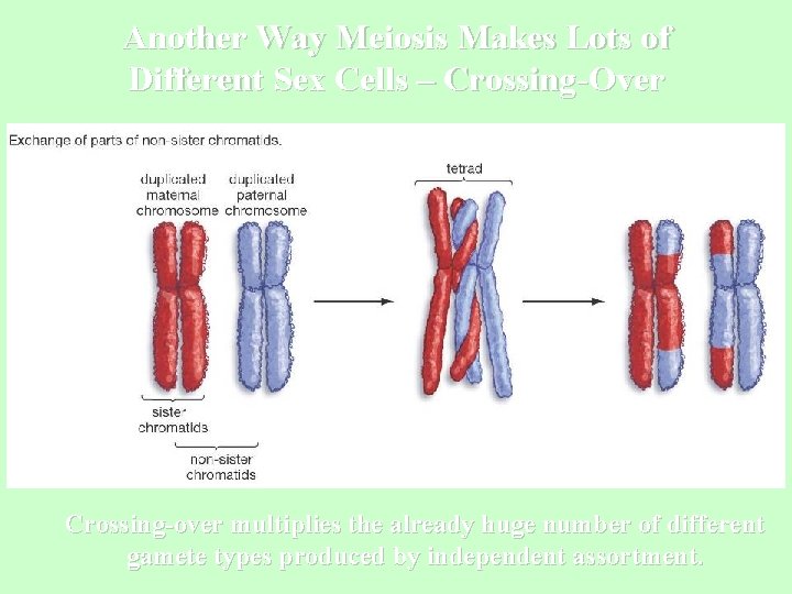 Another Way Meiosis Makes Lots of Different Sex Cells – Crossing-Over Crossing-over multiplies the