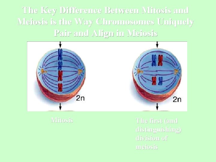 The Key Difference Between Mitosis and Meiosis is the Way Chromosomes Uniquely Pair and