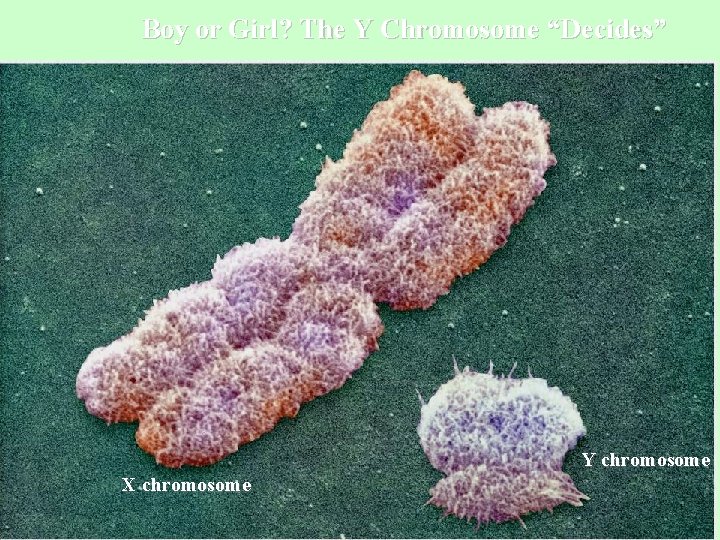 Boy or Girl? The Y Chromosome “Decides” Y chromosome X chromosome 