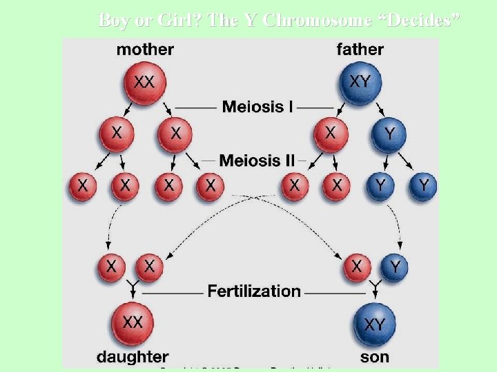 Boy or Girl? The Y Chromosome “Decides” 