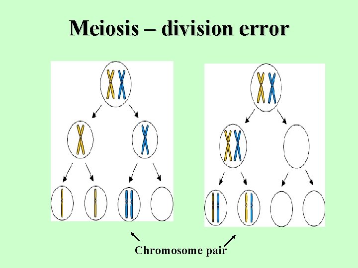 Meiosis – division error Chromosome pair 