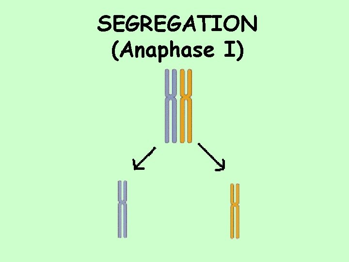 SEGREGATION (Anaphase I) 